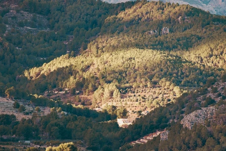 Sunlit Forested Mountain