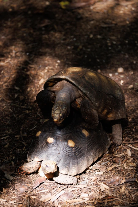 Tortoises in Natural Habitat