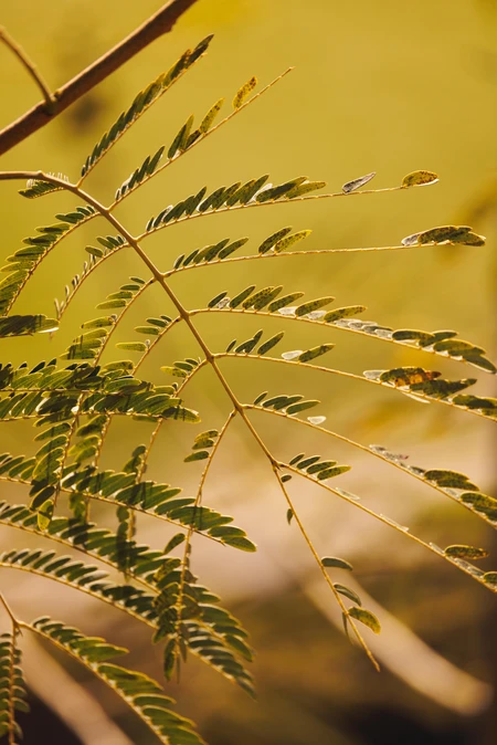 Sunlit Leaves