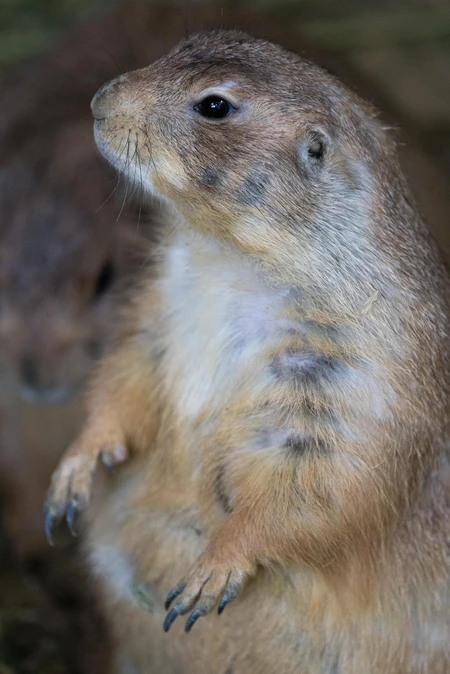 Portrait of a Prairie Dog