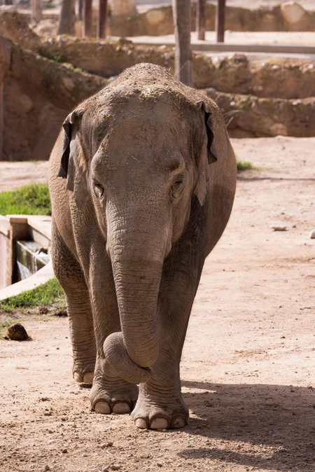 Elephant in a Sanctuary