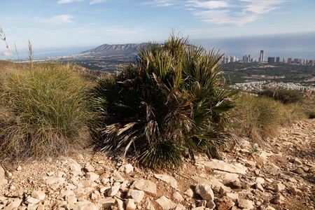 Hillside View Overlooking City