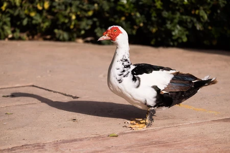 Muscovy Duck on Pavement