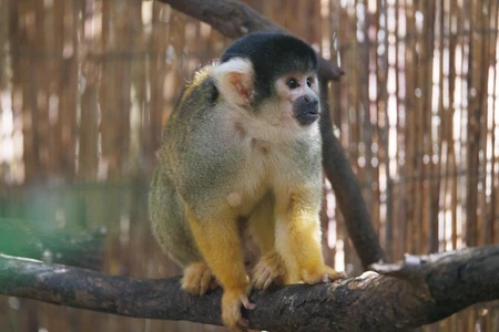 Squirrel Monkey on a Branch