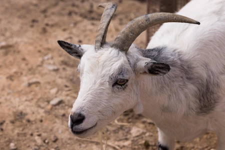 Close-up of a Goat
