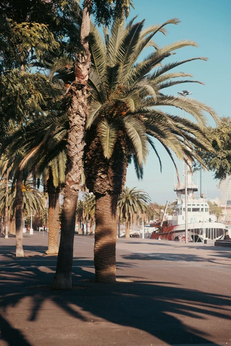 Sunny Palm Lined Boulevard