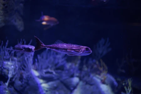 Underwater Life