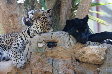 Relaxing Leopards
