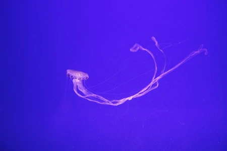 Graceful Jellyfish in Blue Waters