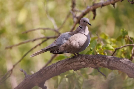 Dove on a Branch