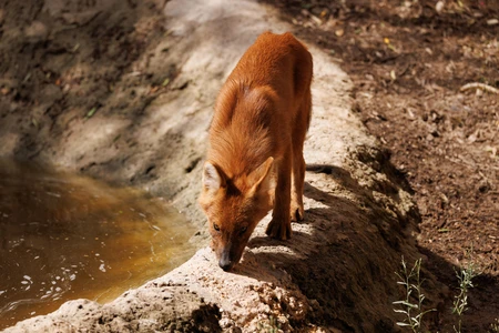 Curious Wild Canine by the Pond