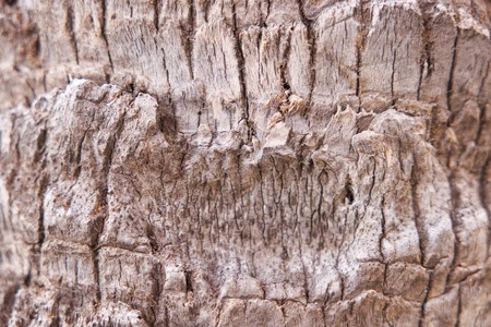 Close-Up of Tree Bark