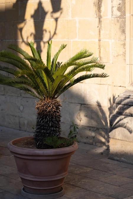 Potted Palm in Sunlight