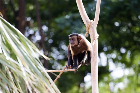 Monkey on a Rope