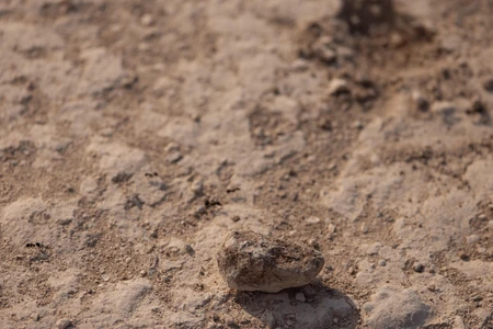 Earthy Texture Close-up