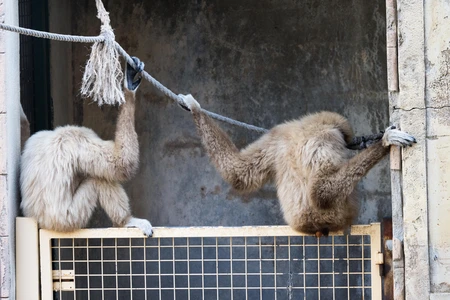 Gibbons at the Zoo