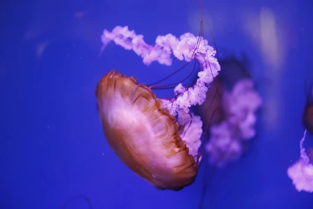 Jellyfish in Blue Waters