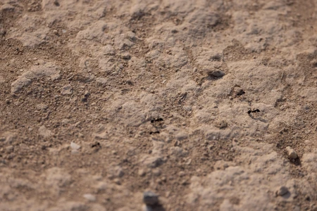 Sandy Surface with Ants