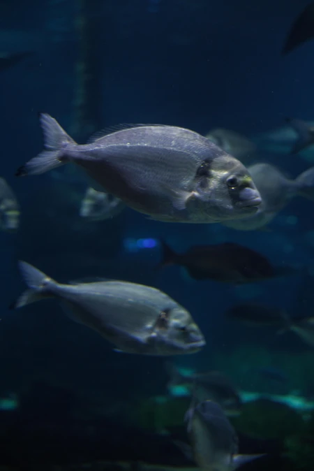 Underwater Fish School