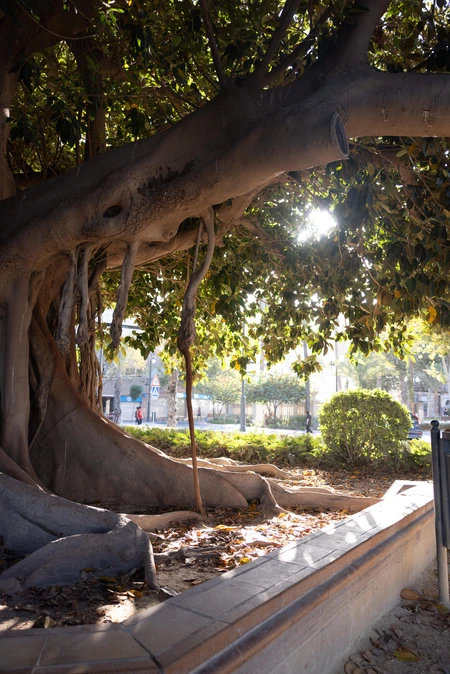 Sunlit Tree Canopy