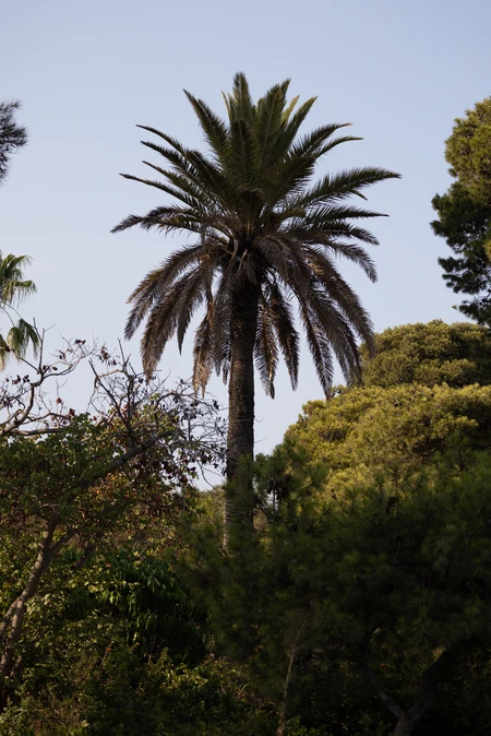 Serene Palm Tree Landscape