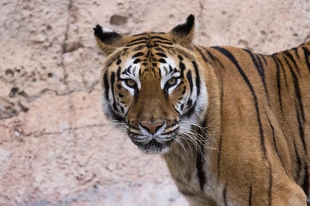 Tiger in the Wild