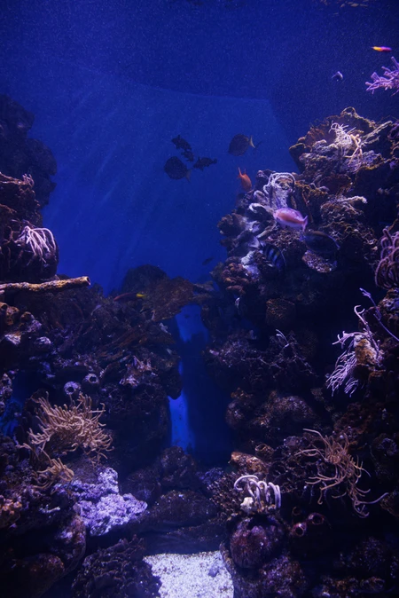 Underwater Coral Reef