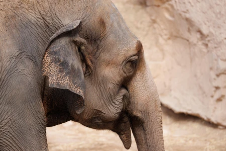 Profile of an Elephant