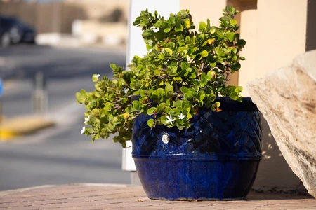 Potted Plant on Sunny Day
