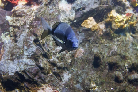 Underwater Scene with Fish
