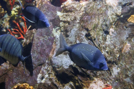Underwater Fish
