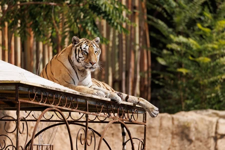 Resting Tiger