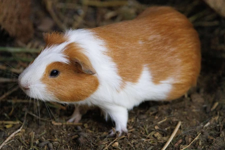Guinea Pig on Hay