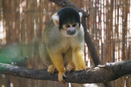 Squirrel Monkey on Branch