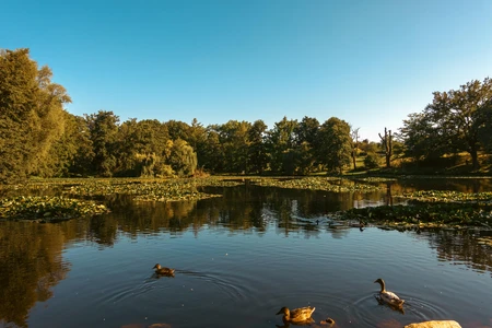 Serene Lake with Ducks