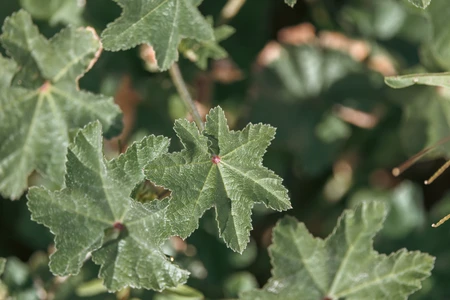 Textured Green Leaves