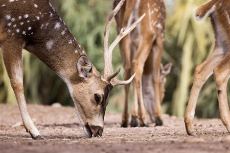 Grazing Deer in Natural Habitat