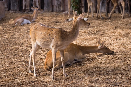 Deer in a Natural Habitat