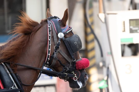 Horse in Harness