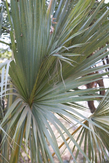 Vibrant Palm Leaves