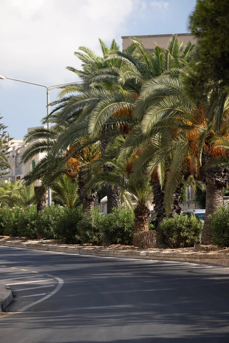 Palm-Lined Street View