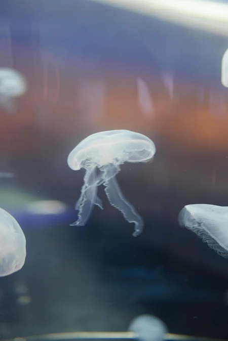 Floating Jellyfish in Aquarium