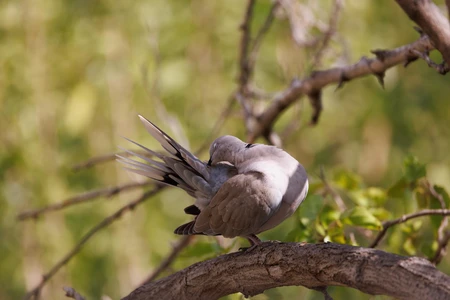 Bird Preening on a Branch