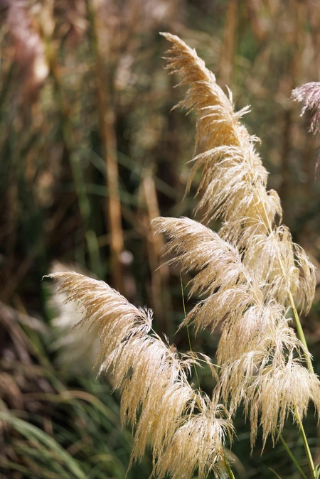 Golden Grasses in Sunlight