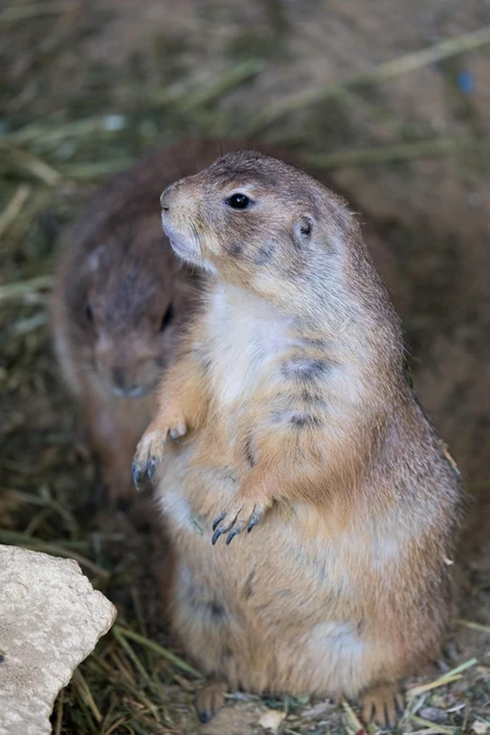 Prairie Dogs Standing Alert