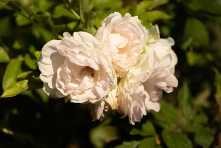 Blooming White Roses