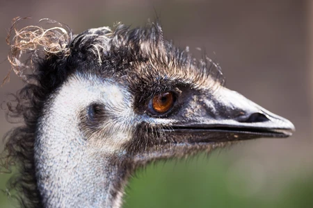 Close-up of an Emu