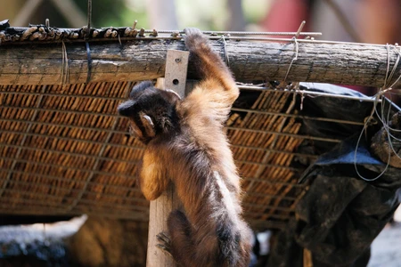Monkey Climbing Structure