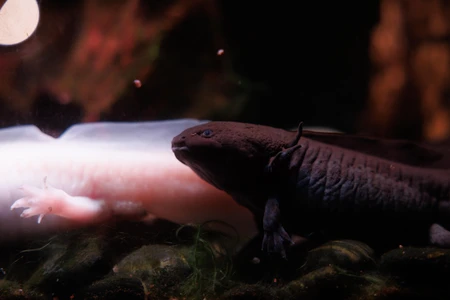 Dark and Light Salamanders