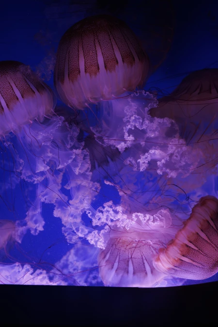 Mesmerizing Jellyfish Display